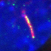 IF result of Catalog No:108200 (anti-ARL3,Green) in ciliated IMCD3 cells by Dr. Seongjin Seo. (Red is the primary cilium, and blue is the nucleus)