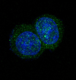 Immunofluorescent analysis of Jurkat cells, using JAK2 Antibody .