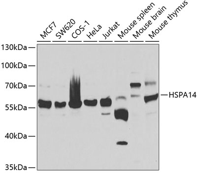 Western blot - HSPA14 Polyclonal Antibody 
