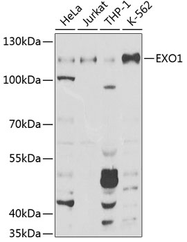 Western blot - EXO1 Polyclonal Antibody 