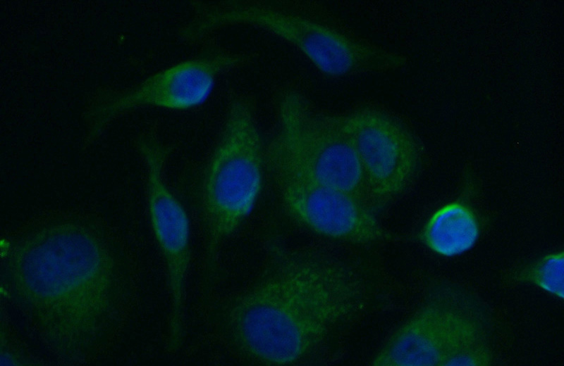 Immunofluorescent analysis of MCF-7 cells using Catalog No:108027(APOBEC3G Antibody) at dilution of 1:50 and Alexa Fluor 488-congugated AffiniPure Goat Anti-Rabbit IgG(H+L)