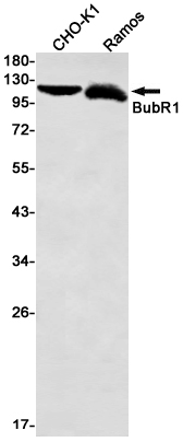 Western blot detection of BubR1 in CHO-K1,Ramos cell lysates using BubR1 Rabbit mAb(1:1000 diluted).Predicted band size:120kDa.Observed band size:120kDa.