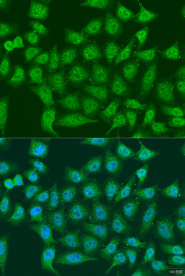 Immunofluorescence - EGLN3 Polyclonal Antibody 