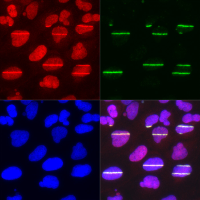 Immunofluorescence - POLD1 Polyclonal Antibody 