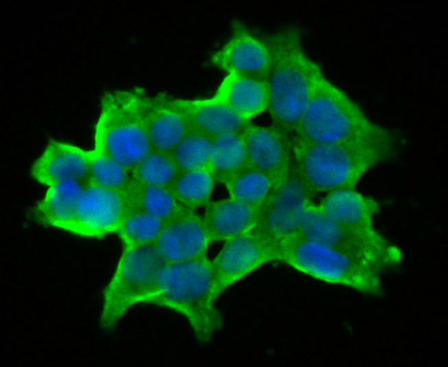 Fig2: ICC staining DLL4 in 293T cells (green). The nuclear counter stain is DAPI (blue). Cells were fixed in paraformaldehyde, permeabilised with 0.25% Triton X100/PBS.