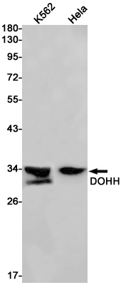 Western blot detection of DOHH in K562,Hela cell lysates using DOHH Rabbit pAb(1:1000 diluted).Predicted band size:33kDa.Observed band size:33kDa.