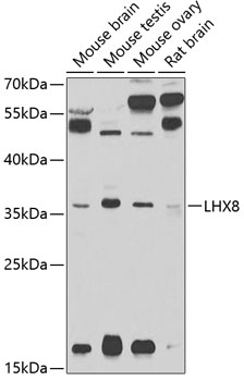 Western blot - LHX8 Polyclonal Antibody 