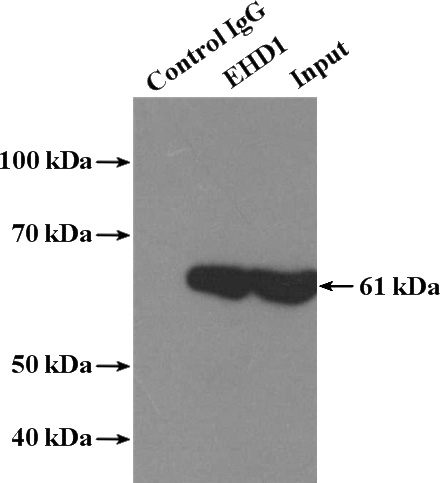 IP Result of anti-EHD1 (IP:Catalog No:110223, 4ug; Detection:Catalog No:110223 1:700) with mouse testis tissue lysate 4000ug.