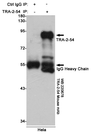 Immunoprecipitation analysis of Hela cell lysates using TRA-2-54 mouse mAb.