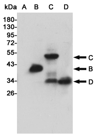 Western blot analysis of extracts from CHO-K1 cells, untransfected (A) or transfected with different FLAG-fusion proteins (B,C,D), using DYKDDDDK-tag-HRP (HRP-Conjugate) Mouse mAb (1:1000 diluted).