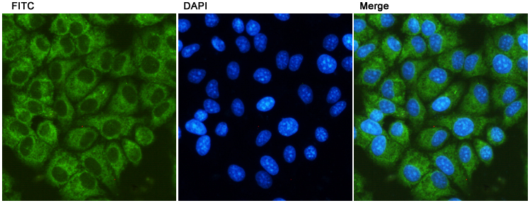 Immunocytochemistry staining of HeLa cells using Bip/GRP78 (9C7) Mouse mAb(dilution 1:100).