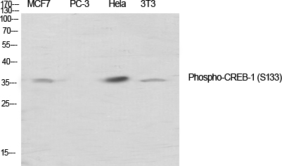 Western Blot analysis of various cells using Phospho-CREB-1 (S133) Polyclonal Antibody