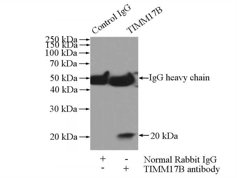 IP Result of anti-TIMM17B (IP:Catalog No:116132, 3ug; Detection:Catalog No:116132 1:500) with mouse heart tissue lysate 4000ug.