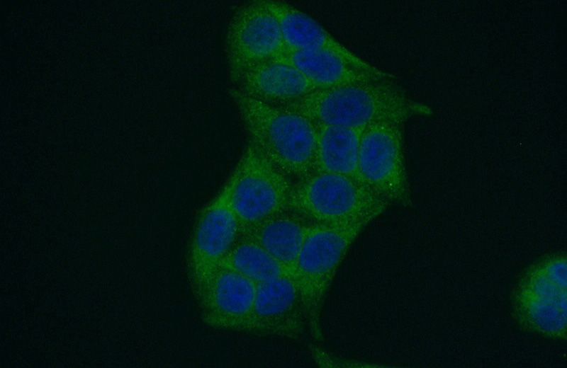 Immunofluorescent analysis of (-20oc Ethanol) fixed HeLa cells using Catalog No:109990(SAP 97 Antibody) at dilution of 1:50 and Alexa Fluor 488-congugated AffiniPure Goat Anti-Rabbit IgG(H+L)