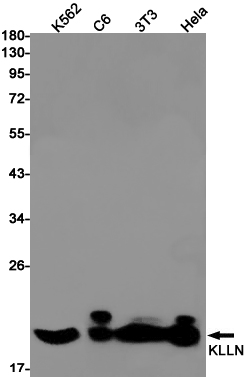 Western blot detection of KLLN in K562,C6,3T3,Hela cell lysates using KLLN Rabbit pAb(1:1000 diluted).Predicted band size:20kDa.Observed band size:20kDa.