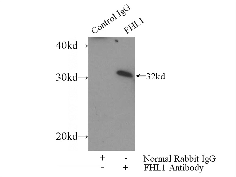 IP Result of anti-FHL1 (IP:Catalog No:110649, 3ug; Detection:Catalog No:110649 1:700) with mouse skeletal muscle tissue lysate 3600ug.