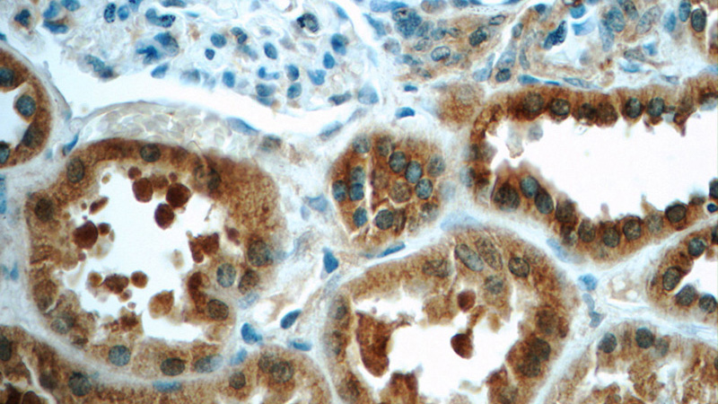 Immunohistochemistry of paraffin-embedded human kidney tissue slide using Catalog No:116095(TMEM120B Antibody) at dilution of 1:50 (under 40x lens)