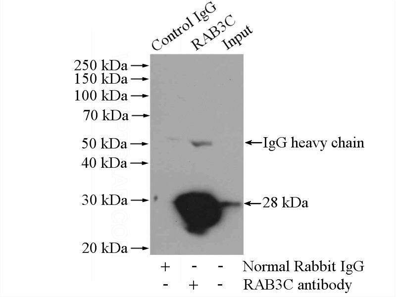 IP Result of anti-RAB3C (IP:Catalog No:114442, 4ug; Detection:Catalog No:114442 1:300) with mouse brain tissue lysate 4000ug.