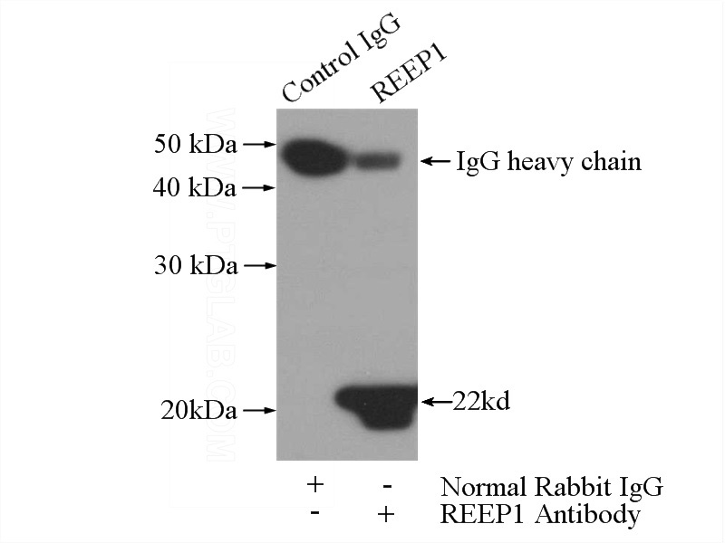 IP Result of anti-REEP1 (IP:Catalog No:114679, 3ug; Detection:Catalog No:114679 1:500) with mouse brain tissue lysate 4000ug.