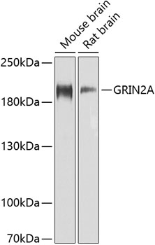 Western blot - GRIN2A Polyclonal Antibody 