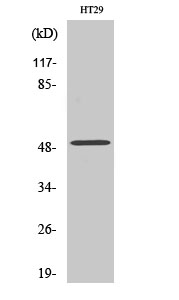Fig1:; Western Blot analysis of various cells using ZFYVE19 Polyclonal Antibody. Secondary antibody（catalog#: HA1001) was diluted at 1:20000