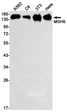 Western blot detection of MSH6 in K562,C6,3T3,Hela cell lysates using MSH6 Rabbit mAb(1:1000 diluted).Predicted band size:163kDa.Observed band size:163kDa.