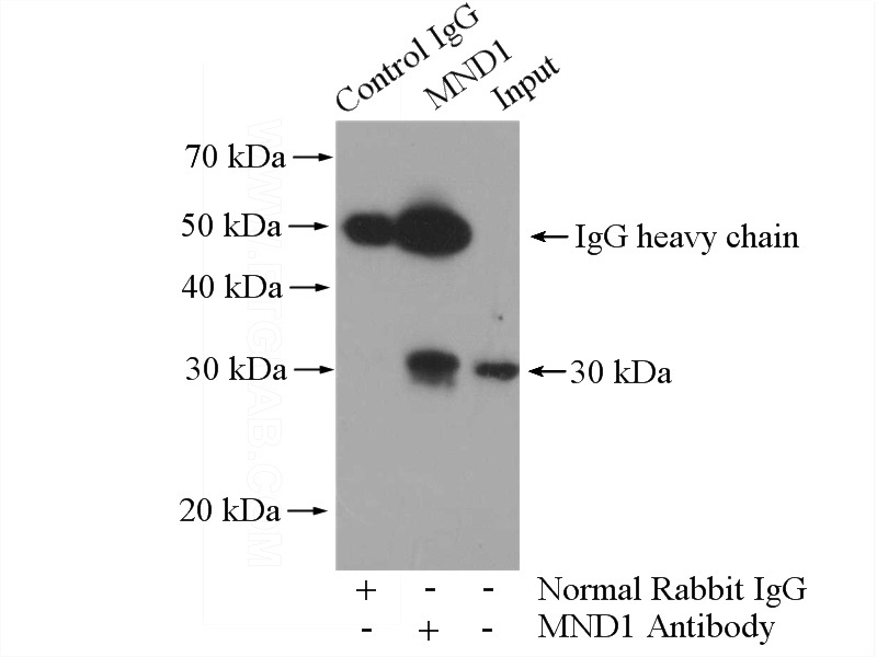 IP Result of anti-MND1 (IP:Catalog No:112714, 4ug; Detection:Catalog No:112714 1:600) with mouse liver tissue lysate 6000ug.