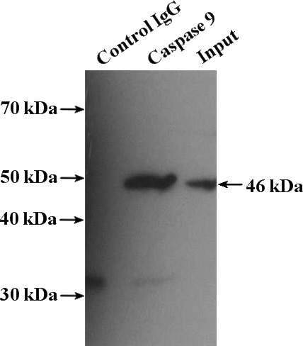 IP Result of anti-Caspase 9 (IP:Catalog No:107034, 5ug; Detection:Catalog No:107034 1:500) with HeLa cells lysate 3200ug.