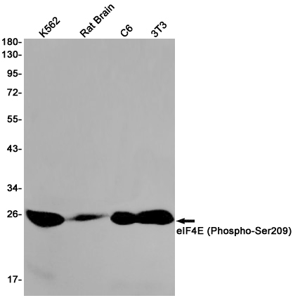 Western blot detection of eIF4E (Phospho-Ser209) in K562,Rat Brain,C6,3T3 cell lysates using eIF4E (Phospho-Ser209) Rabbit pAb(1:1000 diluted).Predicted band size:25kDa.Observed band size:25kDa.