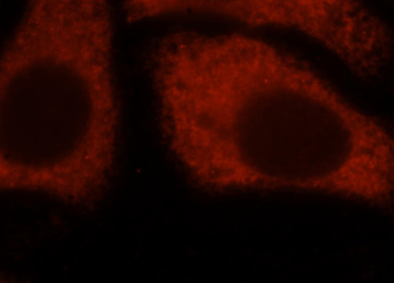 Immunofluorescent analysis of HepG2 cells, using EIF4A2 antibody Catalog No:110201 at 1:25 dilution and Rhodamine-labeled goat anti-rabbit IgG (red).