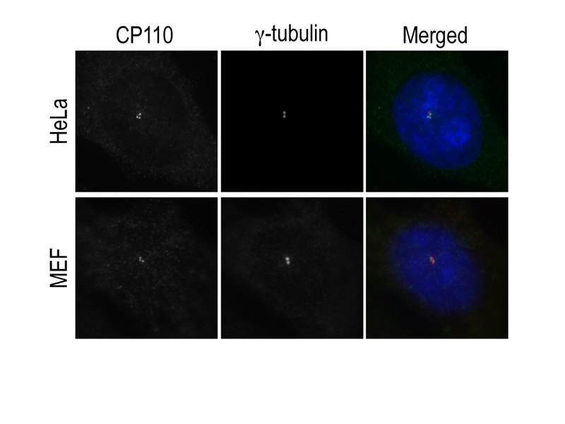 IF result(Centrioles) of anti-CP110(Catalog No:109504) by Dr. Corbit Kevin.