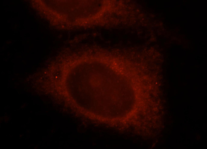 Immunofluorescent analysis of HepG2 cells, using OSBPL10 antibody Catalog No:113429 at 1:25 dilution and Rhodamine-labeled goat anti-rabbit IgG (red).