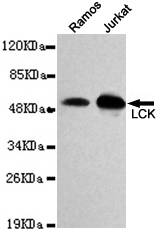 Western blot detection of LCK in Jurkat and Ramos cell lysates and using LCK mouse mAb (1:1000 diluted).Predicted band size: 58KDa.Observed band size: 58KDa.