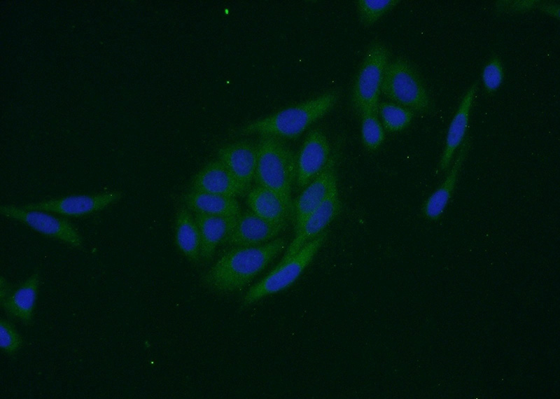 Immunofluorescent analysis of HepG2 cells using Catalog No:110175(EIF1AX Antibody) at dilution of 1:50 and Alexa Fluor 488-congugated AffiniPure Goat Anti-Rabbit IgG(H+L)