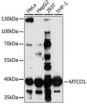 Western blot - MTCO1 Polyclonal Antibody 