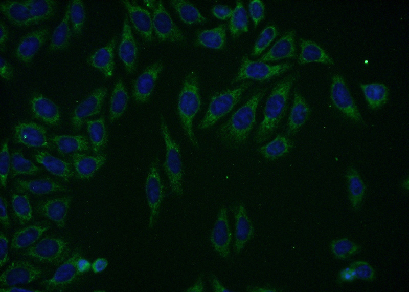 Immunofluorescent analysis of (-20oc Ethanol) fixed HepG2 cells using Catalog No:112091(KLHL14 Antibody) at dilution of 1:50 and Alexa Fluor 488-congugated AffiniPure Goat Anti-Rabbit IgG(H+L)
