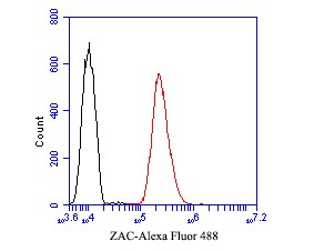 Fig8: Flow cytometric analysis of ZAC was done on SH-SY5Y cells. The cells were fixed, permeabilized and stained with the primary antibody ( 1/50) (red). After incubation of the primary antibody at room temperature for an hour, the cells were st