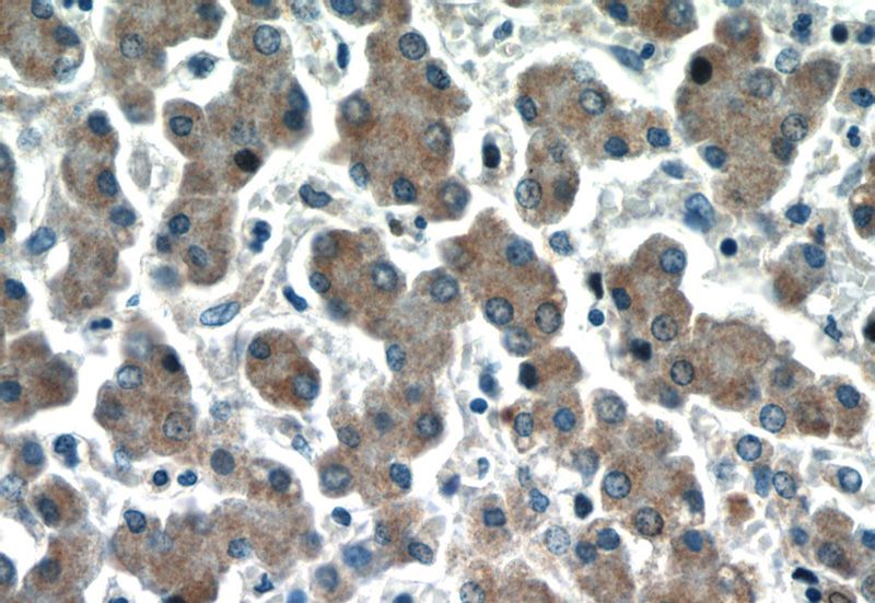 Immunohistochemistry of paraffin-embedded human liver tissue slide using Catalog No:111291(HEPACAM Antibody) at dilution of 1:50 (under 40x lens)