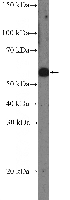HEK-293 cells were subjected to SDS PAGE followed by western blot with Catalog No:115173(SGSH Antibody) at dilution of 1:600