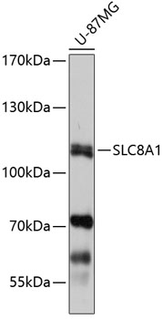 Western blot - SLC8A1 Polyclonal Antibody 