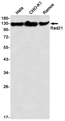 Western blot detection of Rad21 in Hela,CHO-K1,Ramos using Rad21 Rabbit mAb(1:1000 diluted)