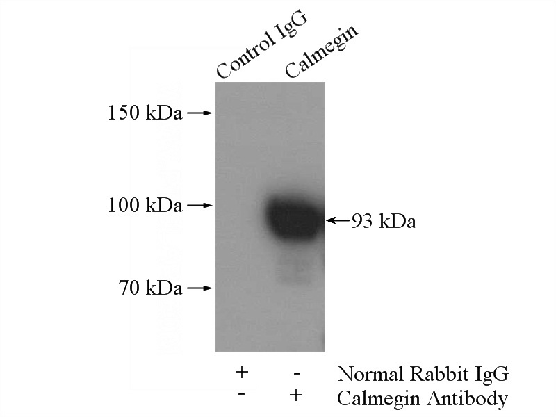 IP Result of anti-CLGN (IP:Catalog No:108825, 4ug; Detection:Catalog No:108825 1:1000) with mouse testis tissue lysate 4000ug.