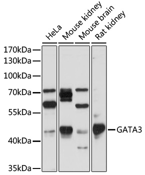 Western blot - GATA3 Polyclonal Antibody 