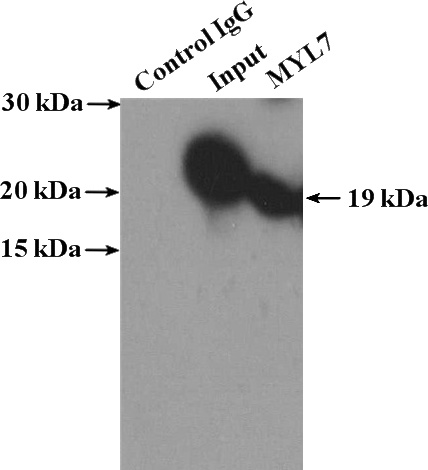 IP Result of anti-MYL7 (IP:Catalog No:112969, 4ug; Detection:Catalog No:112969 1:700) with mouse heart tissue lysate 4000ug.