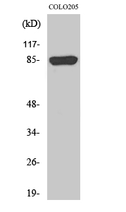 Fig1:; Western Blot analysis of various cells using REP-2 Polyclonal Antibody diluted at 1: 1000