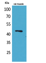 Fig1:; Western Blot analysis of rat muscle cells using KLF12 Polyclonal Antibody.. Secondary antibody（catalog#: HA1001) was diluted at 1:20000 cells nucleus extracted by Minute TM Cytoplasmic and Nuclear Fractionation kit (SC-003,Inventbiotech,MN,USA).