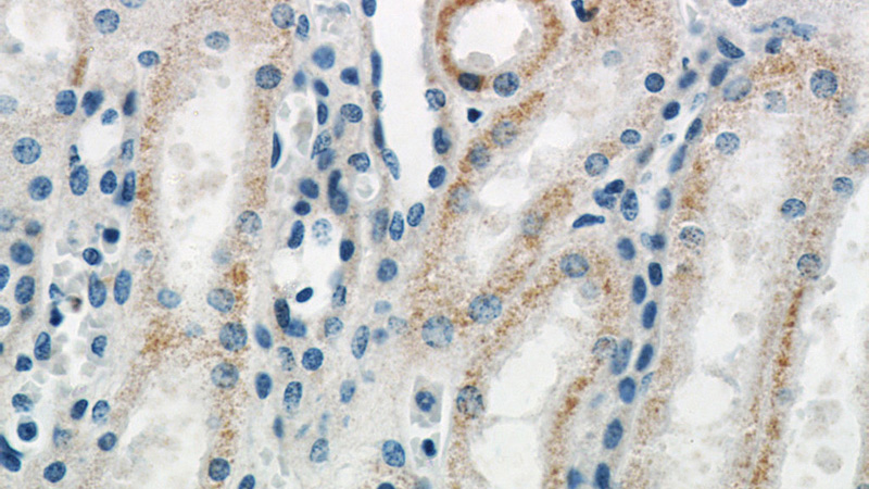 Immunohistochemical of paraffin-embedded human kidney using Catalog No:116748(VHL antibody) at dilution of 1:50 (under 40x lens)