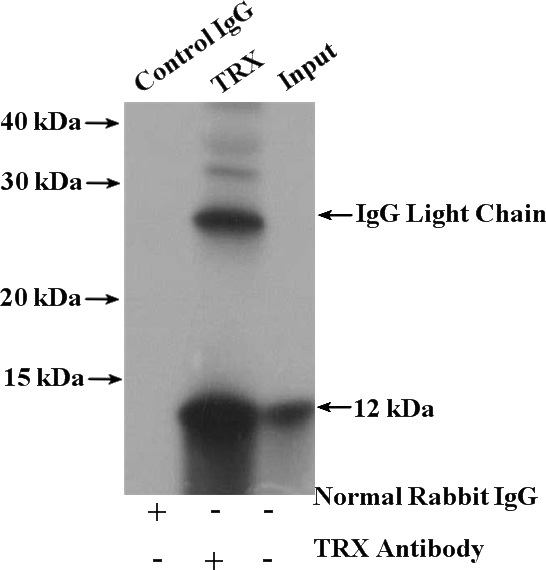 IP Result of anti-TXN (IP:Catalog No:116044, 4ug; Detection:Catalog No:116044 1:300) with Jurkat cells lysate 2000ug.