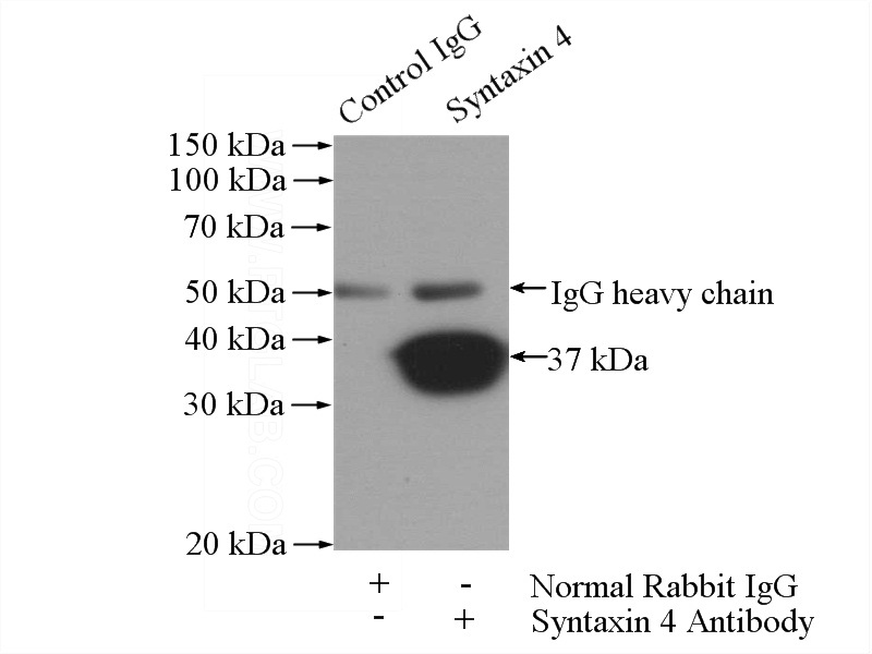 IP Result of anti-STX4 (IP:Catalog No:115798, 4ug; Detection:Catalog No:115798 1:1500) with mouse kidney tissue lysate 4000ug.