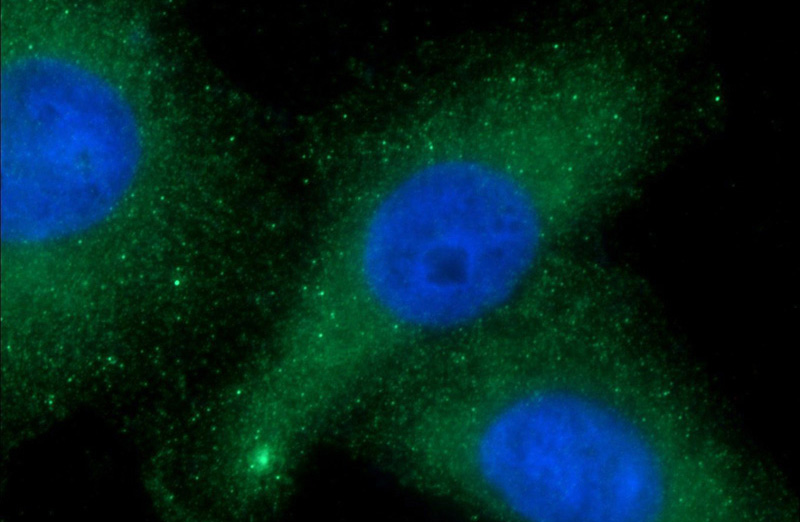 Immunofluorescent analysis of HepG2 cells using Catalog No:109173(CDR2L Antibody) at dilution of 1:50 and Alexa Fluor 488-congugated AffiniPure Goat Anti-Rabbit IgG(H+L)